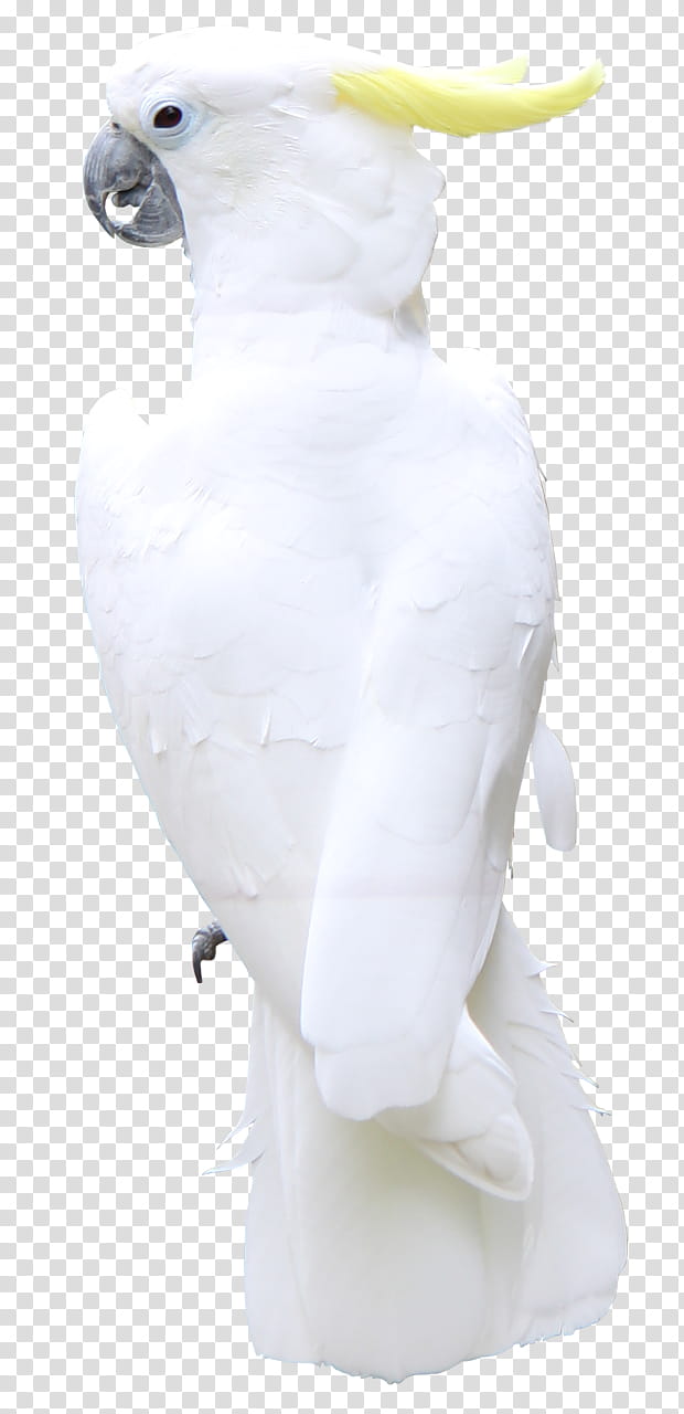 Painting, Bird, Beak, Feather, Animal, Cockatoo, Blog, Advertising transparent background PNG clipart