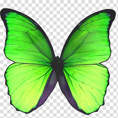 Mariposas, green and black butterfly transparent background PNG clipart