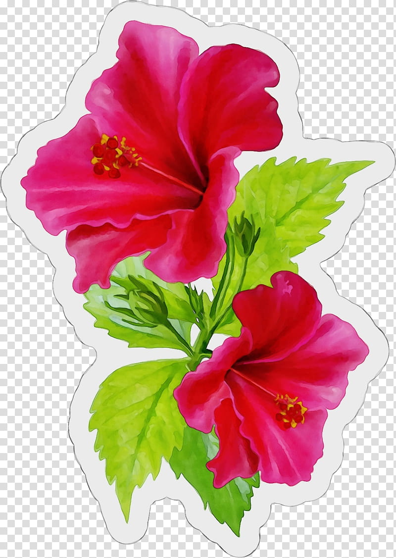 flower flowering plant hibiscus hawaiian hibiscus petal, Watercolor, Paint, Wet Ink, Pink, Chinese Hibiscus transparent background PNG clipart