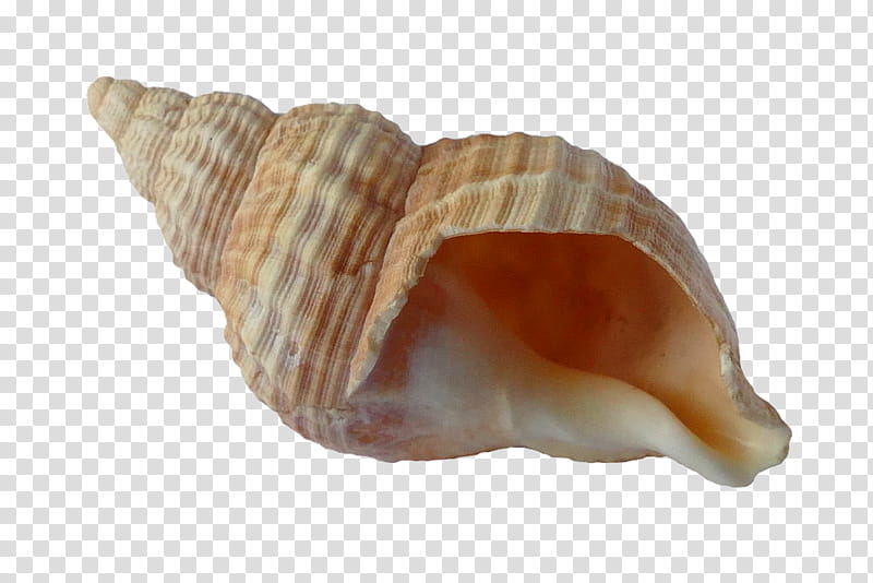 Wind, Seashell, Mollusc Shell, Mussel, Shell Beach, Clam, Gastropod Shell, Snail transparent background PNG clipart