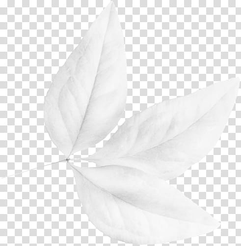 three white leaves illustration transparent background PNG clipart
