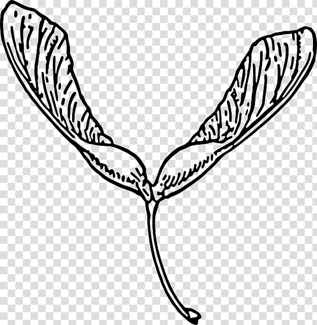 Leaf Drawing, Biology , Line Art, Seed, Helicopter, Cartoon, Blackandwhite, Coloring Book transparent background PNG clipart