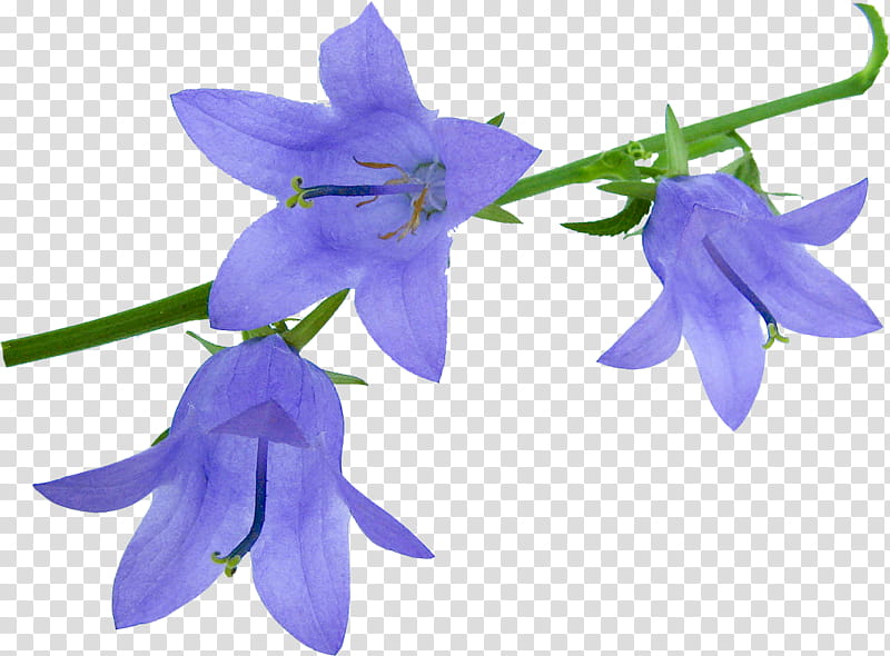 Lily Flower, Harebell, Bluebells, Petal, Bellflowers, Plant, Bellflower Family, Purple transparent background PNG clipart