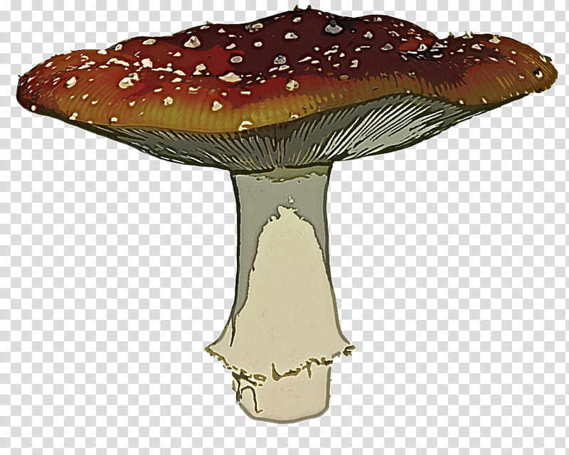 agaric mushroom medicinal mushroom fungus agaricomycetes, Penny Bun, Edible Mushroom, Bolete, Agaricaceae, Russula Integra transparent background PNG clipart