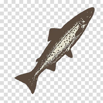 Animals, gray fish transparent background PNG clipart