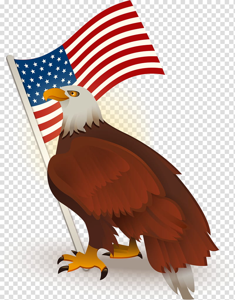 Sea Bird, Bald Eagle, United States, Flag, Flag Of The United States, Drawing, Bird Of Prey, Accipitridae transparent background PNG clipart