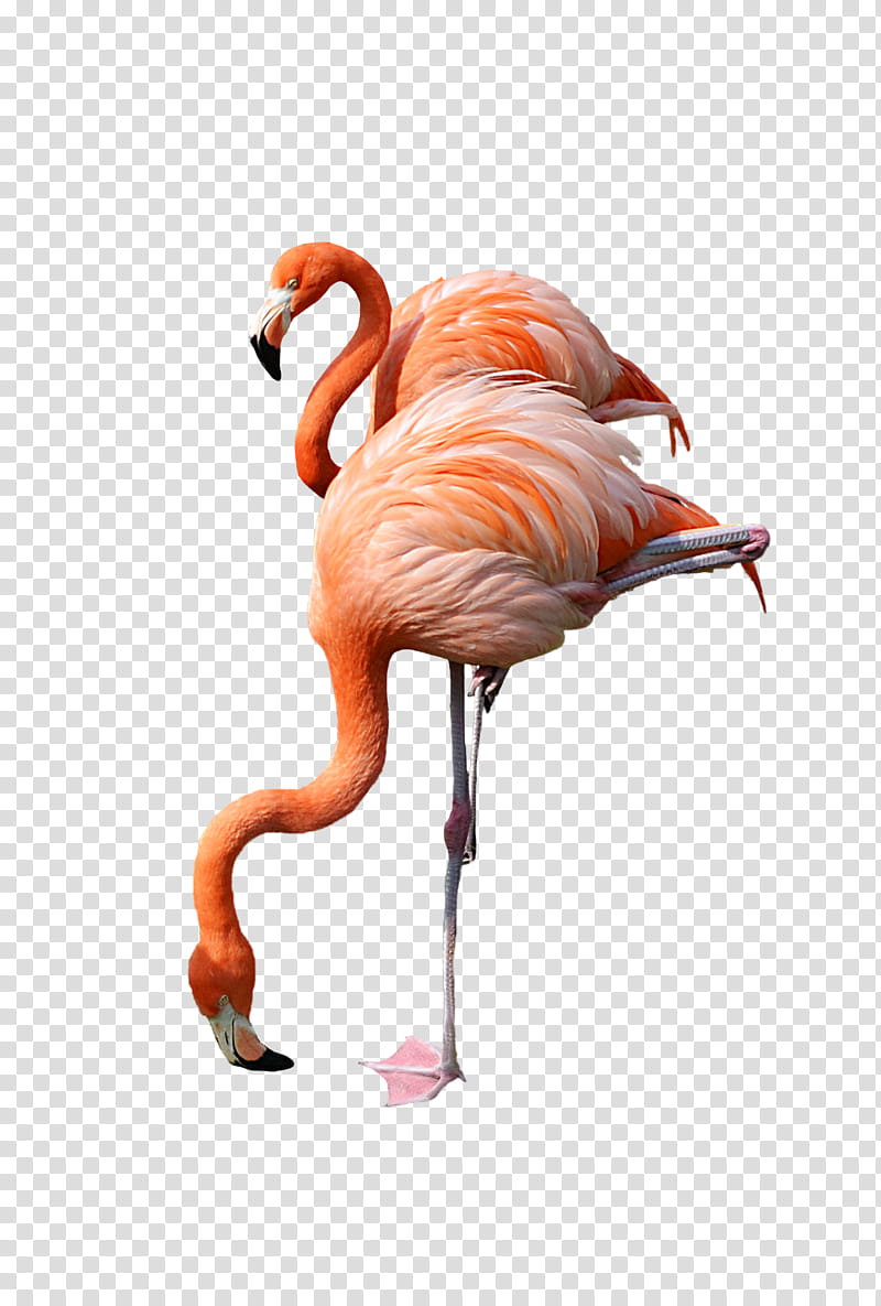 Standing Pink Flamingo , pink flamingos transparent background PNG clipart