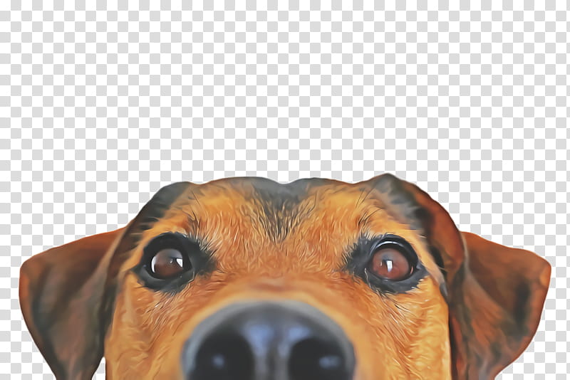 Cute Dog Head With Transparent Background, Dog, Animal, Cute PNG