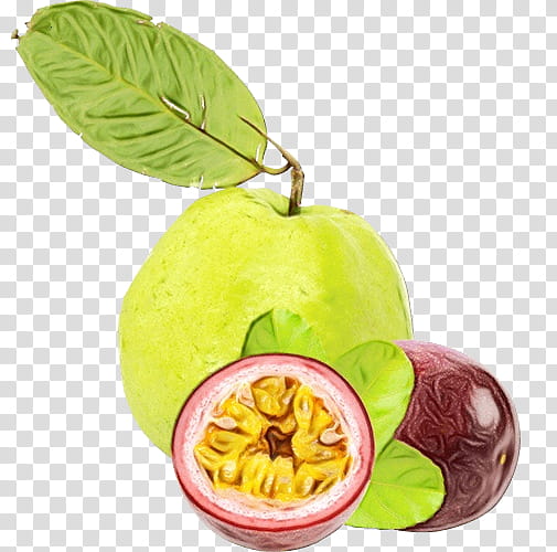 Apple Tree, Food, Superfood, Diet Food, Natural Foods, Plant, Fruit, Common Guava transparent background PNG clipart