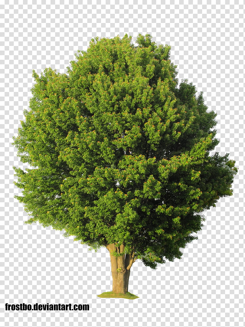 Tree , green leafy tree transparent background PNG clipart