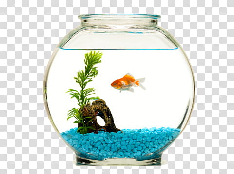 s, orange goldfish in fishbowl transparent background PNG clipart