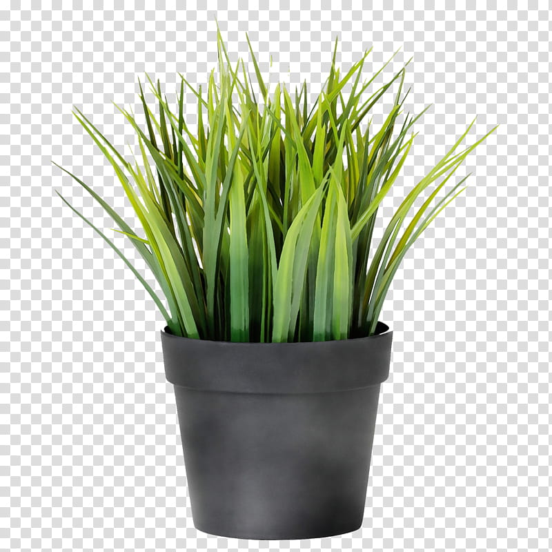 grass plant green flowerpot chives, Watercolor, Paint, Wet Ink, Grass Family, Flowering Plant, Vegetable, Houseplant transparent background PNG clipart