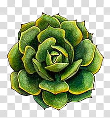 WaterColor, green succulent illustration transparent background PNG clipart