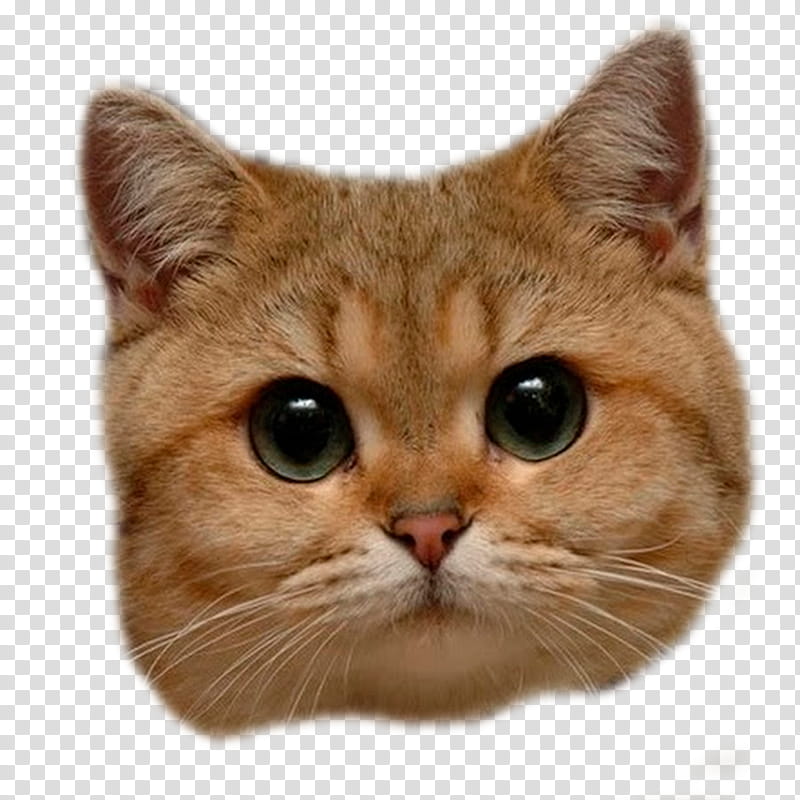 orange cat head clipart