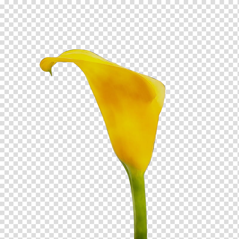 White Lily Flower, Yellow, Arum, Giant White Arum Lily, Plant, Alismatales, Arum Family, Nepenthes transparent background PNG clipart