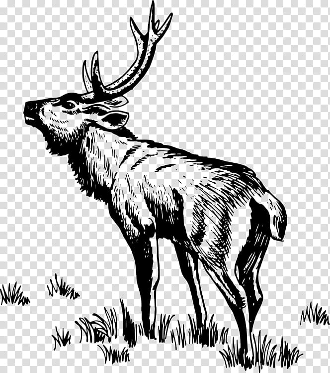 Book Drawing, Deer, Moose, Internet Meme, Antler, Reindeer, Elk, Wildlife transparent background PNG clipart