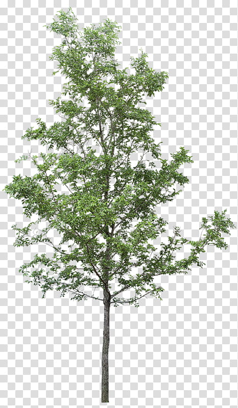 Family Tree, Forest Tree, Woody Plant, Pin Oak Tree, Evergreen, American Larch, Leaf, Branch transparent background PNG clipart