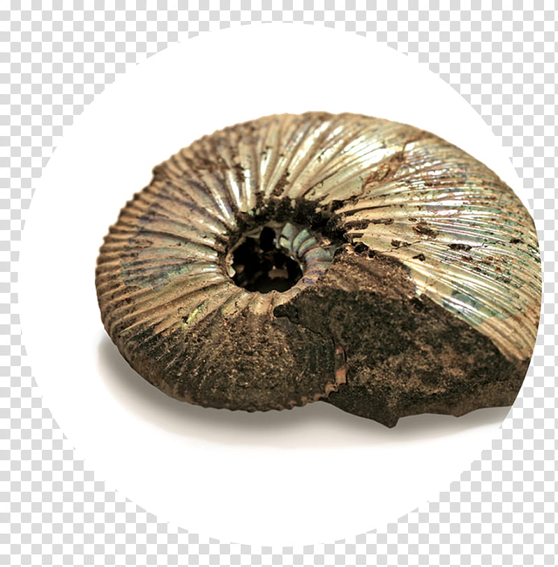 Snail, Ammonites, Fossil, Seashell, Geology, Nautilidae, Alamy, Ammonoidea transparent background PNG clipart