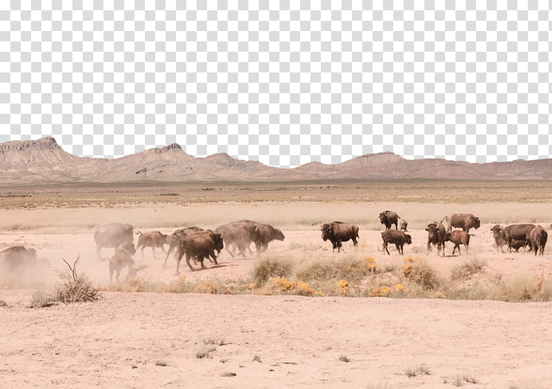 Mountains , bison herd walking on land transparent background PNG clipart