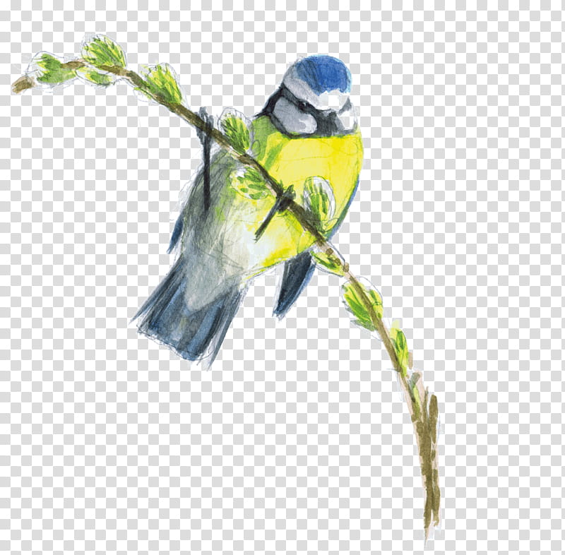 Bird Parrot, Macaw, Pet, Beak, Parakeet, Songbird, Chickadee, Perching Bird transparent background PNG clipart