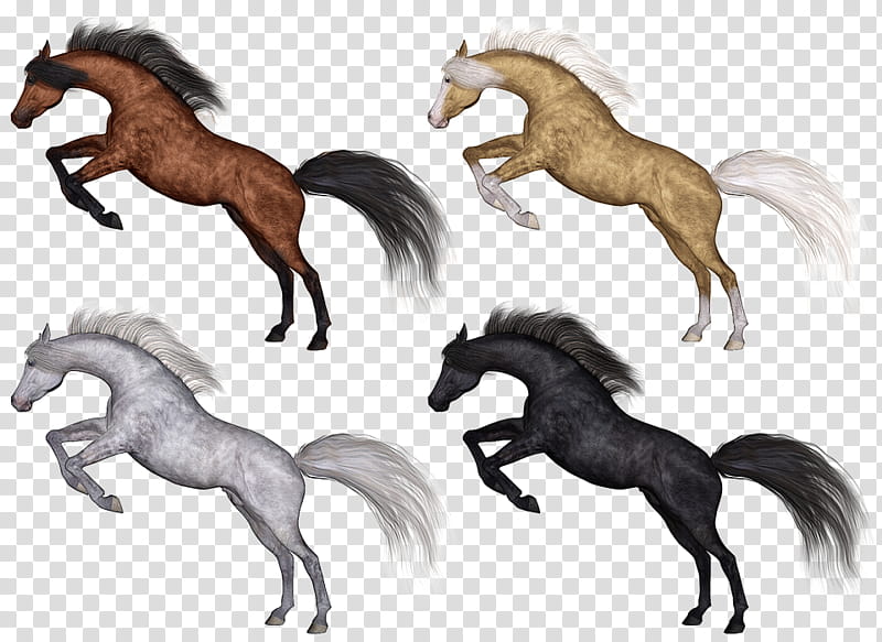 Horse, Arabian Horse, Pony, Stallion, Andalusian Horse, Mane, Purebred, Palomino transparent background PNG clipart