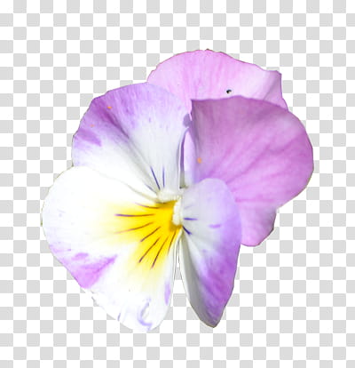 Flower , pink and white pansy flower transparent background PNG clipart