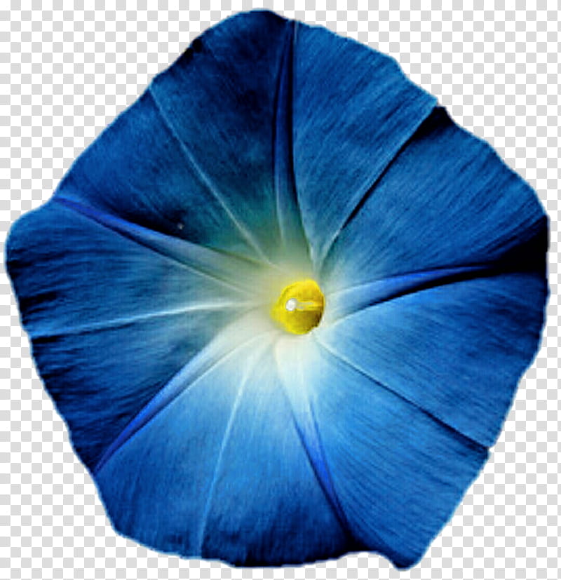 Classic Blue Morning Glory transparent background PNG clipart