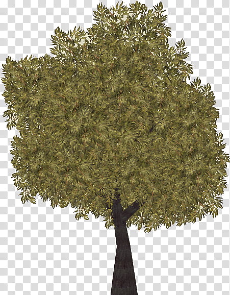 Oak Tree Leaf, London Plane, Shrub, Evergreen, Branch, Deciduous, Plane Trees, Plant transparent background PNG clipart