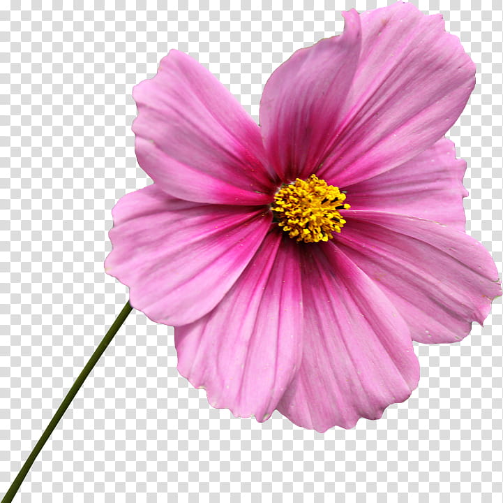 Spring  YEAR ON DA, pink cosmos flower isolated on black background transparent background PNG clipart
