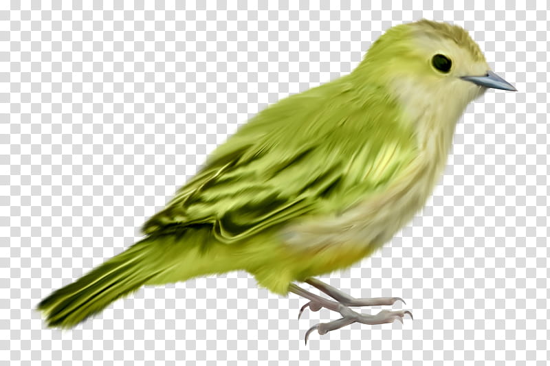 Feather, Bird, Beak, Atlantic Canary, Finch, Songbird, Perching Bird, Pine Siskin transparent background PNG clipart