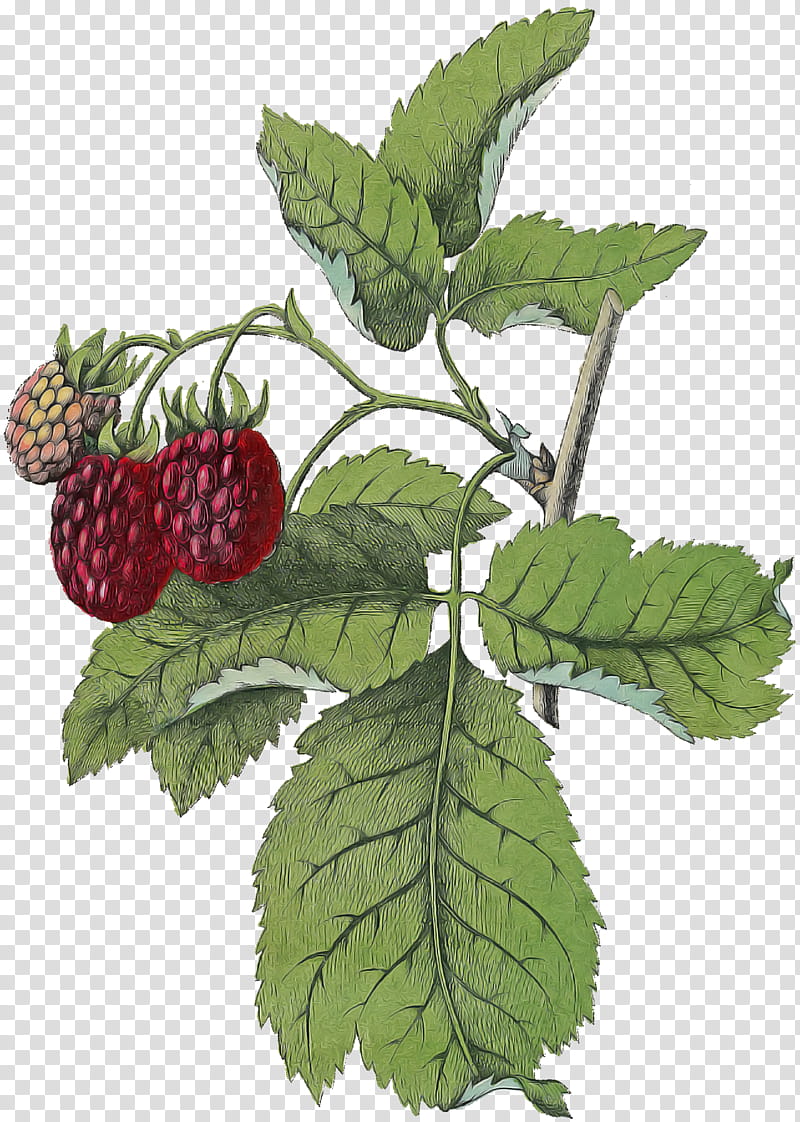 plant leaf west indian raspberry berry blackberry, Rubus, Loganberry, Red Mulberry, Dewberry transparent background PNG clipart