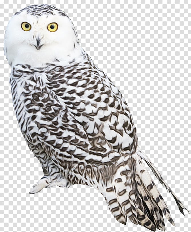 owl bird snowy owl bird of prey beak, Watercolor, Paint, Wet Ink, Great Grey Owl, Falconiformes, Wildlife transparent background PNG clipart