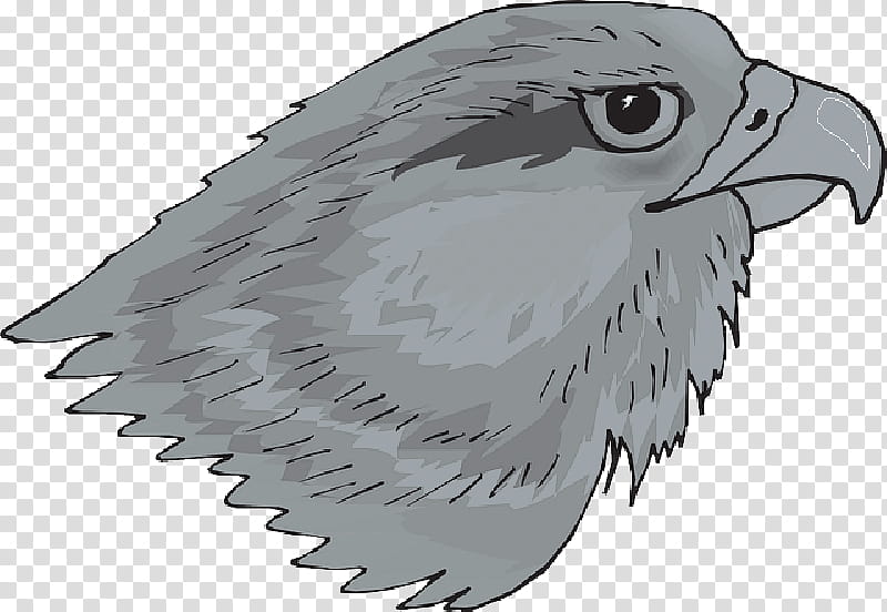 Eagle Drawing, Bird, Hawk, Redtailed Hawk, Bird Of Prey, Coopers Hawk, Brown Hawkowl, Falcon transparent background PNG clipart