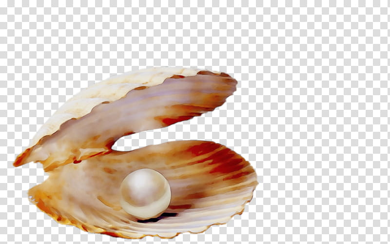 shell bivalve clam cockle oyster, Watercolor, Paint, Wet Ink, Scallop, Conch, Food transparent background PNG clipart