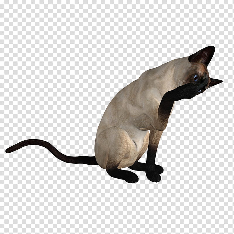 Siamese Cats, gray cat transparent background PNG clipart