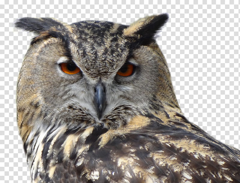 Owl, Bird, Snowy Owl, Great Horned Owl, Eurasian Eagleowl, Animal, Barn Owl, Horned Owls And Eagleowls transparent background PNG clipart