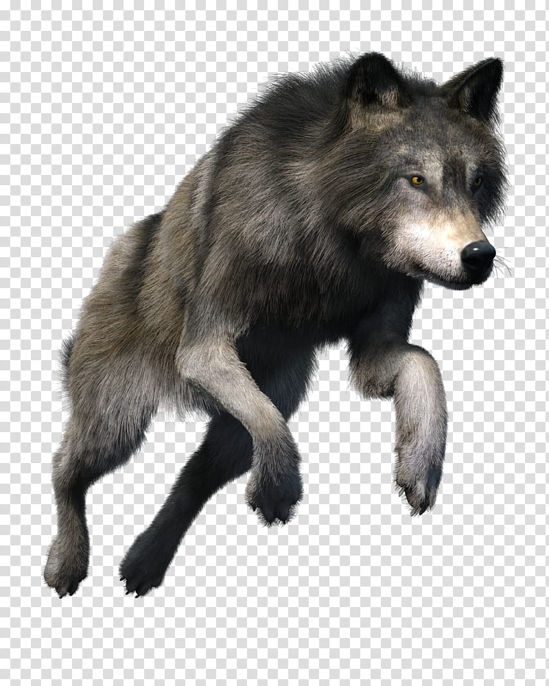 Gray Wolf PNG Transparent Images Free Download