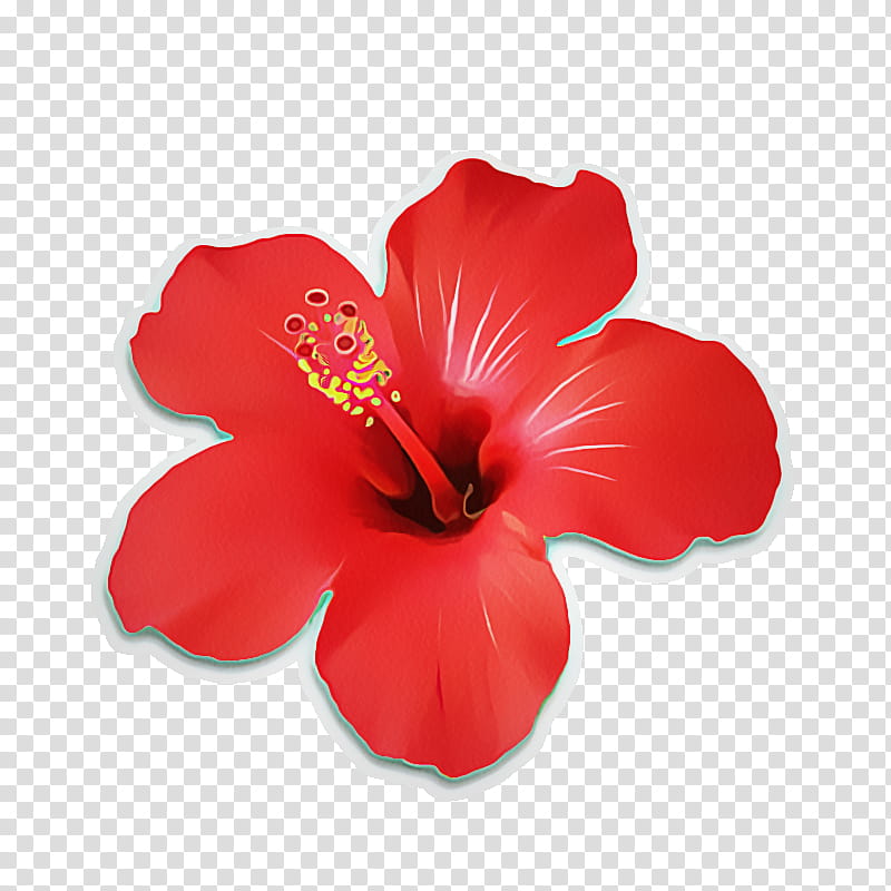 hibiscus flowering plant chinese hibiscus flower petal, Hawaiian Hibiscus, Red, Mallow Family transparent background PNG clipart