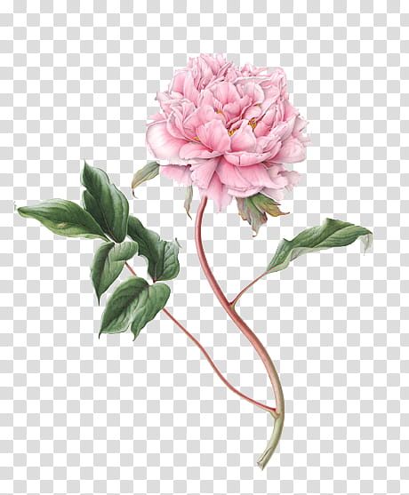 , pink peony flower transparent background PNG clipart