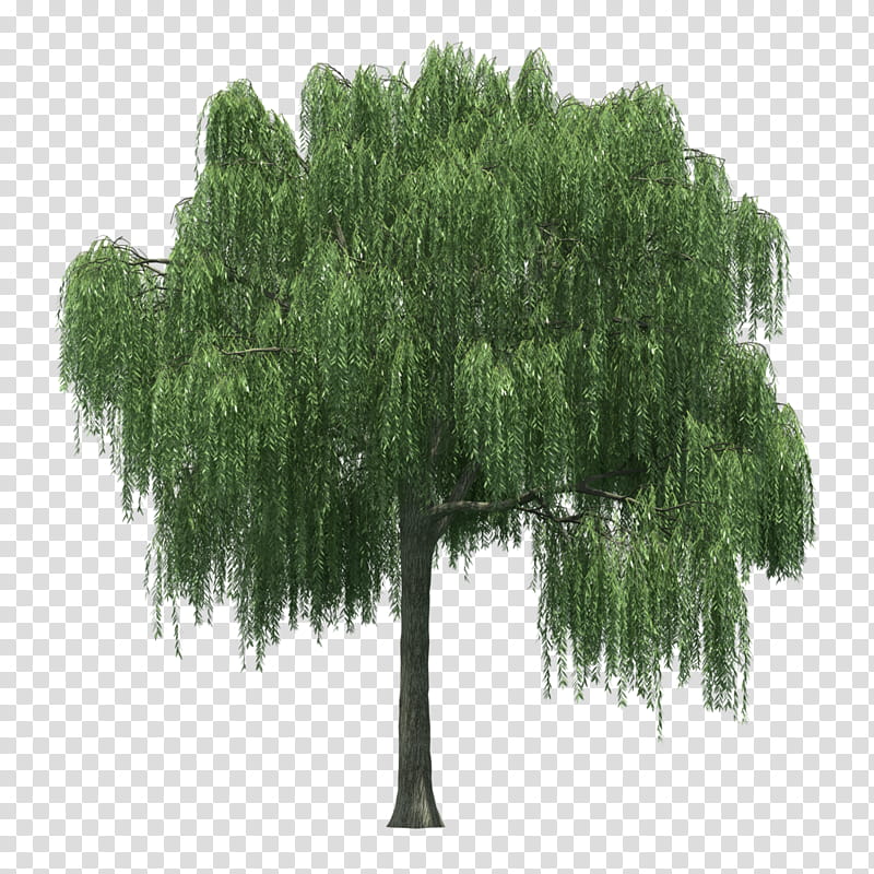 Green Grass, Tree, Weeping Willow, Shrub, Plant, Woody Plant, Leaf, American Larch transparent background PNG clipart
