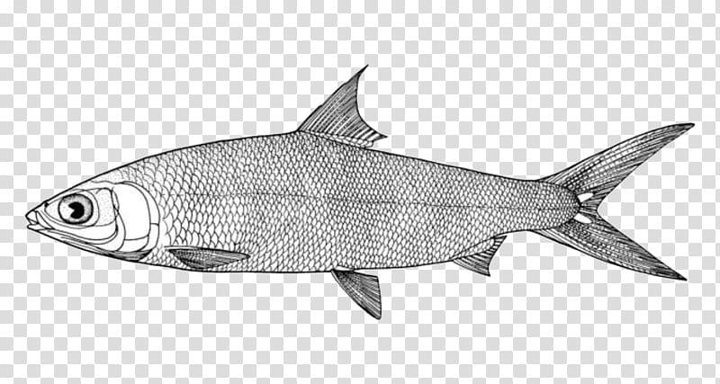 new york city milkfish drawing shark restaurant coloring book seafood dish transparent background png clipart hiclipart new york city milkfish drawing shark