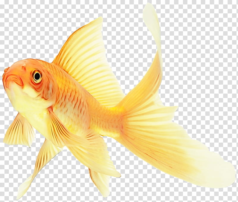 fish fish goldfish fin yellow, Watercolor, Paint, Wet Ink, Feeder Fish, Tail, Bonyfish, Cyprinidae transparent background PNG clipart
