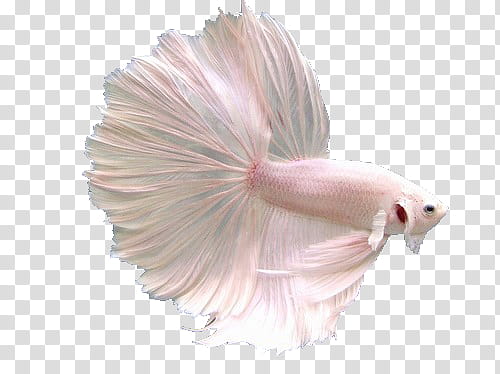 Pale s, albino full moon betta fish transparent background PNG clipart