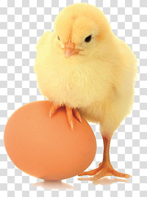 Fresh chicken egg on transparent background PNG - Similar PNG