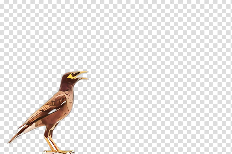 bird beak acridotheres common myna myna, Eagle, Falconiformes, Wildlife, Perching Bird transparent background PNG clipart
