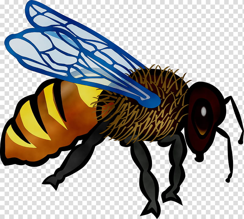 Bee, Honey Bee, Hornet, Cartoon, Honeybee, Insect, Bumblebee, Membranewinged Insect transparent background PNG clipart