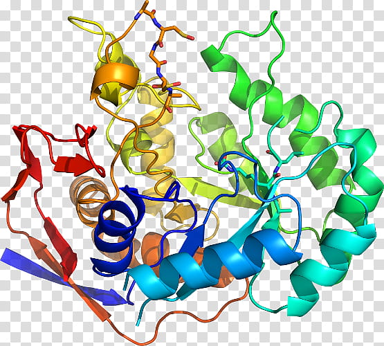 Flower Line, Betasecretase 1, Amyloid Precursor Protein Secretase, Protease, Enzyme, Aspartic Protease, Cell Membrane, Transmembrane Protein transparent background PNG clipart