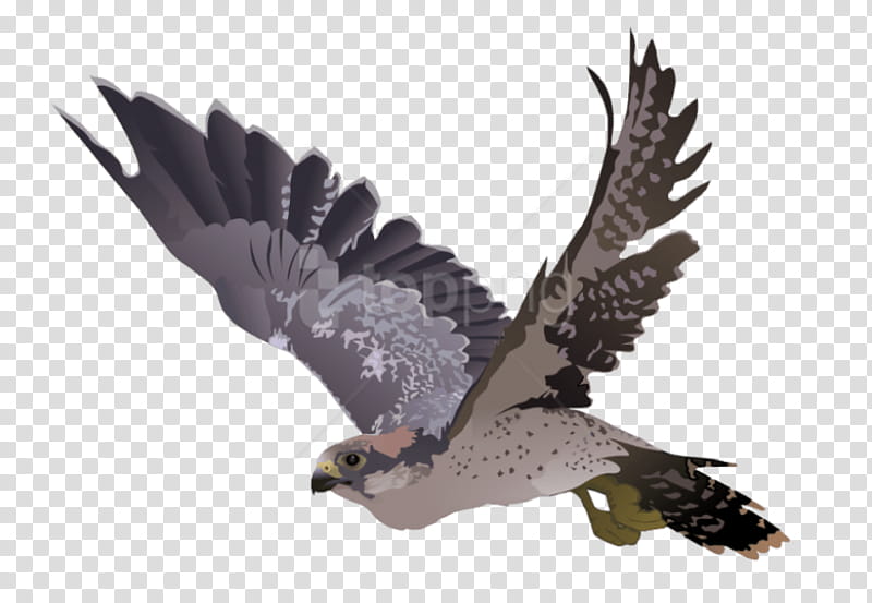 bird eagle bird of prey accipitridae beak, Peregrine Falcon, Wing, Hawk, Falconiformes transparent background PNG clipart