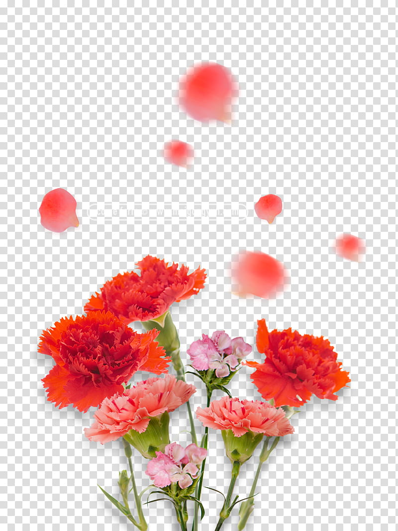 Pink Flowers, Carnation, Red, Madonna Of The Carnation, Cut Flowers, Nosegay, Gift, Petal transparent background PNG clipart