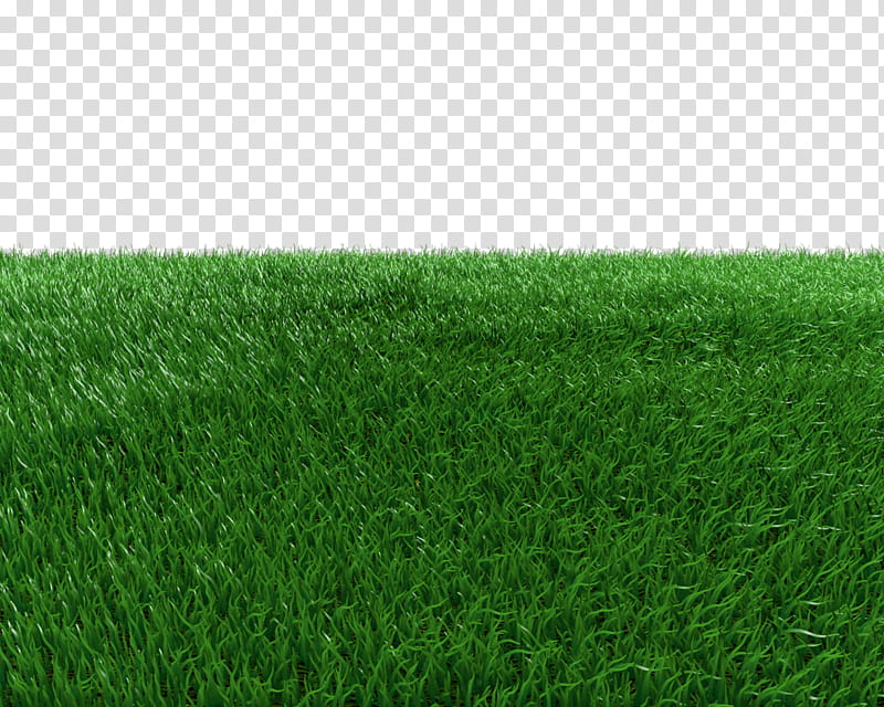 Grass Field transparent background PNG clipart